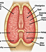Sarcopenia Risk Score Tool